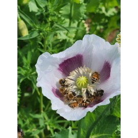 The TRUE Izmir Bush Poppy (Papaver S.) 1500 Seeds