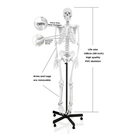Vision Scientific VAS201-DC Medical Grade Full Size Human Skeleton-66” W Zip Dust Cover | Wired for Natural Movement | Sectional Skull Cap, Suture Lines, Full Dentition | On Roller Base W Manual