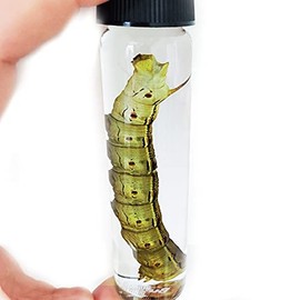 BicBugs Hyles lineata XL White Lined Sphinx Green Caterpillar Wet Specimen Arizona USA