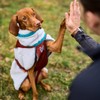 Non-stop dogwear Trekking Fleece Jacket - Gray/Wine (50)