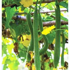 TomorrowSeeds - Extra Long Smooth Luffa Gourd Seeds - 50+ Count - for 2026 Planting Smooth Aegyptiaca Sponge Egyptian Cucumber Loofah Bitter Squash Melon Asian Garden Grow Your Own Home Farm Patio