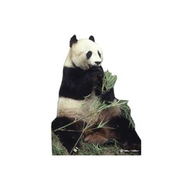 Advanced Graphics Panda Bear Life Size Cardboard Cutout Standup