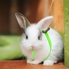 HOKABLE 2 Pack Adjustable Hamster Leash Harness for Harness for