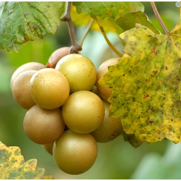 Hand Picked Nursery Early Fry Muscadine Grape Vine - 2