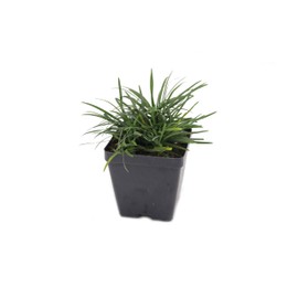 Greenwood Nursery: Live Ornamental Grasses - Dwarf Mondo Grass + Ophiopogon Japonicus 'Nana' - [Qty: 10x 2.5 Pots] - (Click for Other Available Plants/Quantities)