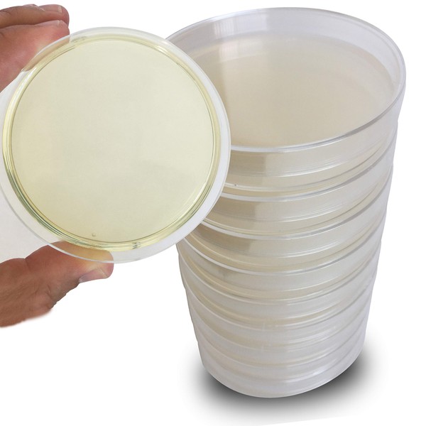 Malt Extract Agar Plates - Evviva Sciences - Great for Mushrooms, Molds, Fungus - 10 Prepoured MEA Petri Dishes - Also Great for Science Fair Projects!