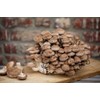 RAISE ME UP: Shiitake Mushrooms Spores Non GMO Heirloom 100