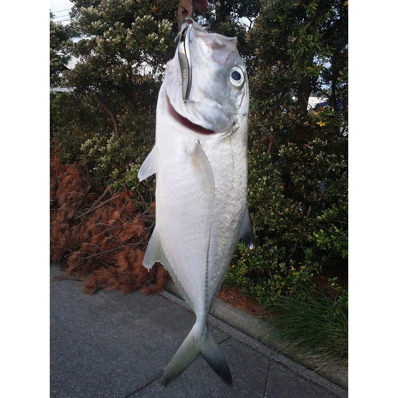 重厚感溢れる超肉厚ヘビー スプーン LEECH リーチ (シルバー, 30g) ［ ショアジギング ヒラメ ブリ