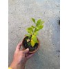 Bonsaisteve Quercus wislizeni seedling, Interior Live Oak, California Evergreen Oaks