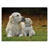 Rural Roots Golden Retrievers Placemat Pack Of 4