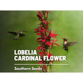 Fresh Lobelia, Cardinal Flower - 250 Seeds - Hummingbird Friendly (Lobelia cardinalis)
