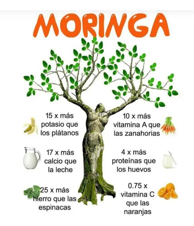 Moringa Líquida Bebida Sheló Nabel Rico Vitamina 2 Pz S605-2