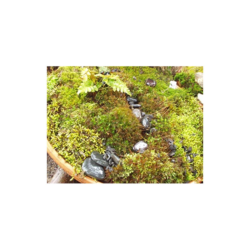 Live Sheet Moss Starter Kit