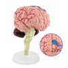 Human Brain Model, Plastic Brain Model, Easy to Carry, Disassembled