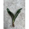 Clivia 1 Clivia Miniata Bush Lily Orange Flowers Live Plant