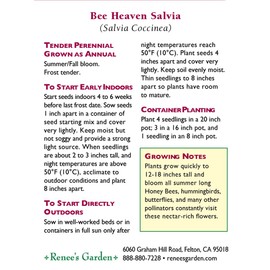 'Bee Heaven' Container/Pollinator Salvia