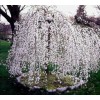 Tree 2 Weeping Cherry Trees - 6-12" Tall Seedlings -