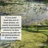 Healthy Ponds Aquasphere Pro Biodegradable Pond Treatment, Treats up to