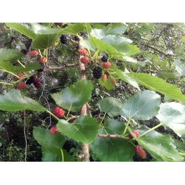 Red Mulberry - Cold Hardy - Illinois Everbearing - Morus Rubra