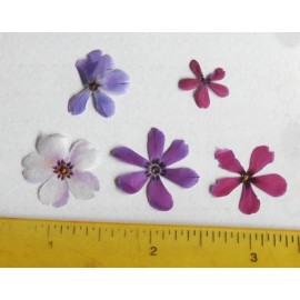 5 Dried Pressed Phlox Flowers for Art, Crafts, Papermaking, Stickers Mixed Color