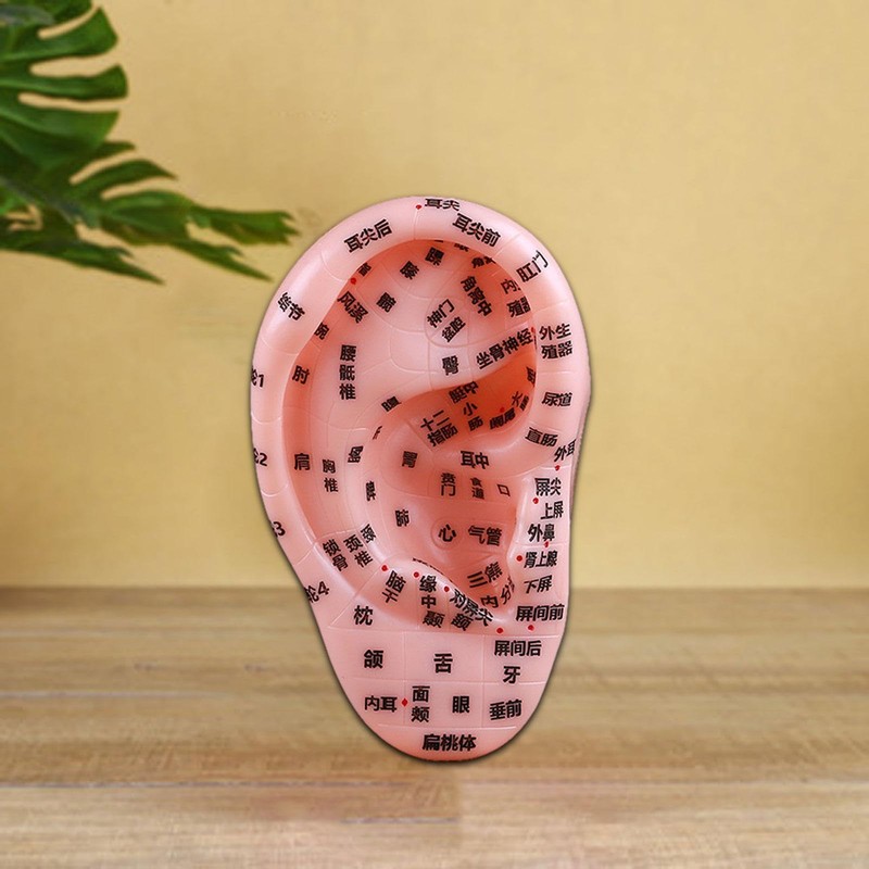 Harilla Menschliches Ohr Akupunktoint -Ohr -Unterrichtsmodell mit AkuPoint Professional Teaching