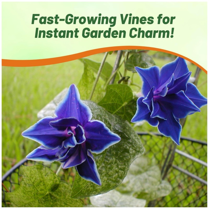 Outsidepride Blue Picotee Morning Glory Seeds - 100 Pcs. Annual,