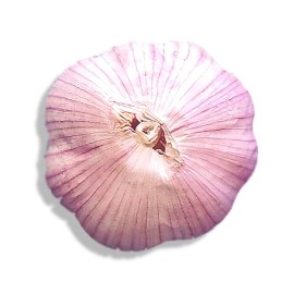 Fresh Organic GARLIC bulbs 10lbs • 5 VARIETIES Chesnok Music Italian German Russian - 10 lbs Organic Chesnok Red