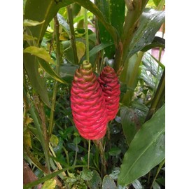 Ginger Shampoo Plants Rhizomes Hawaiian Shampoo Ginger Bulbs Bitter Ginger Plant Roots Awapuhi Plants for Garden Pinecone Ginger 5 Live Rhizomes