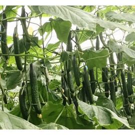 KIRA SEEDS - Cucumber Chinese Miracle - Open-Pollinated - Heirloom Vegetable - GMO Free
