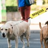 Reactive Not Aggressive Do Not Pet Dog Leash Sleeve Reactive
