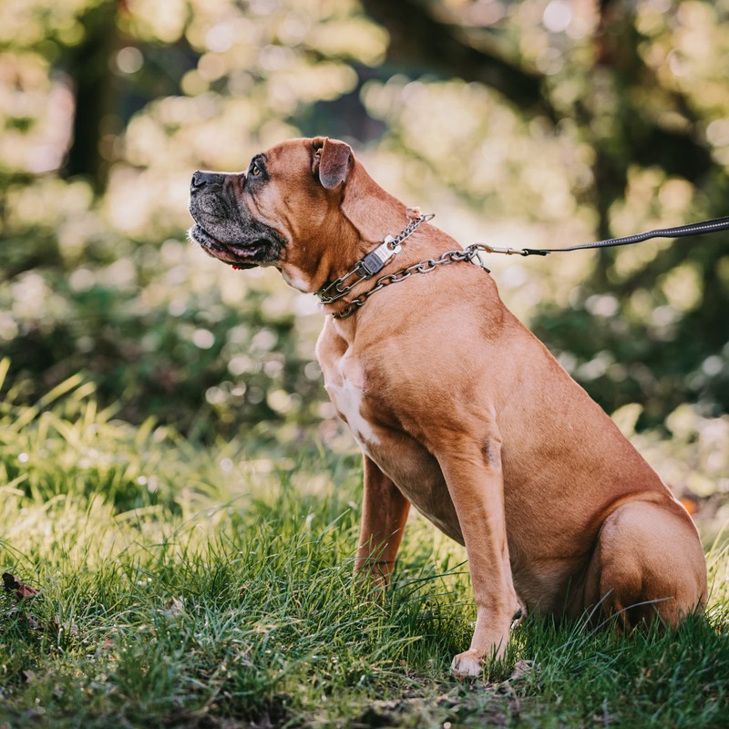 Herm Sprenger Prong Dog Collar with Quick Release ClicLock Buckle