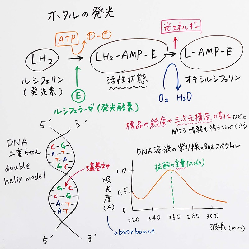 Pentel Dry Erase Markers, Fits Boards, Medium Point, 6 Colors,