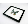 A Real Exotic Prepared Butterfly in Picture Frame Wall Picture