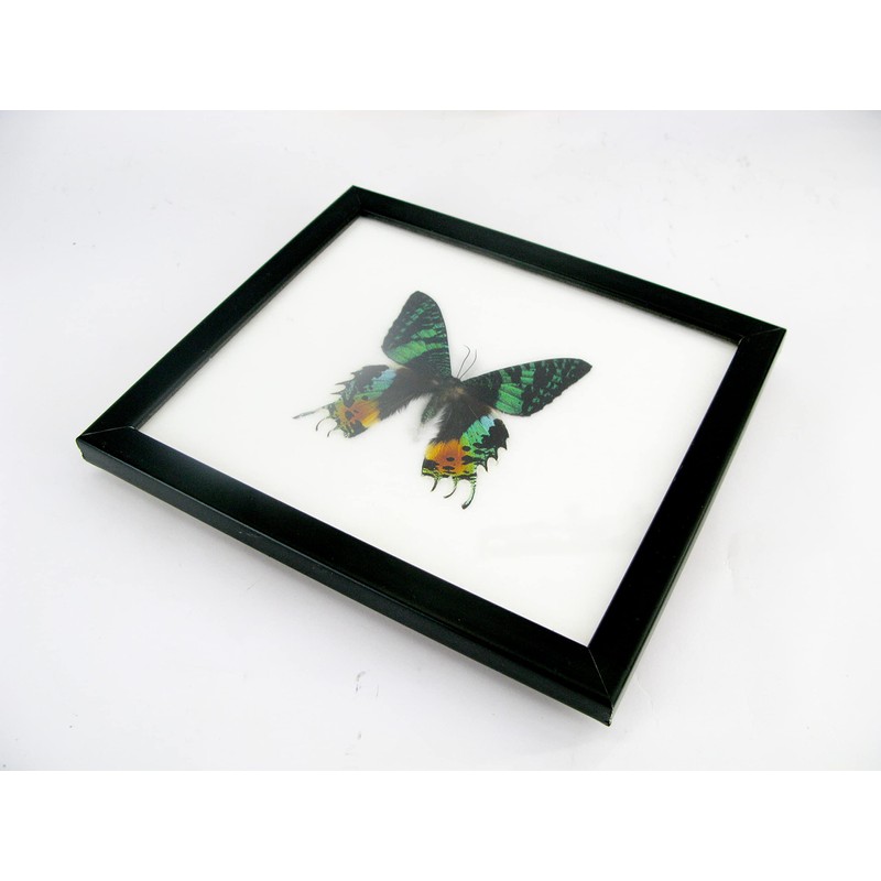 A Real Exotic Prepared Butterfly in Picture Frame Wall Picture