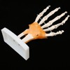 Human Hand Model Hand Joint Display Model for Patient Training