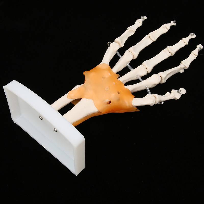 Human Hand Model Hand Joint Display Model for Patient Training