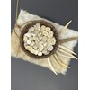 Natural Dakota Deer Antler Beads/Slices (Crafts, Jewelry Making, Beading Supplies)
