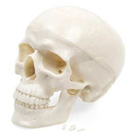 Elementary Anatomy The Budget Skull - Life Size Human Skull model - 3-Part