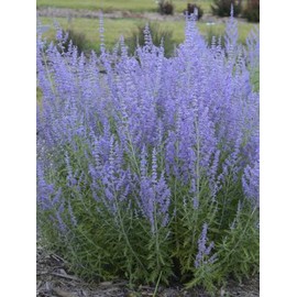Perennial Farm Marketplace Perovskia a. 'Blue Jean Baby' (Russian Sage) Perennial, Size-#1 Container, Lavender Spikes