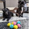 SPORTSPET Mini Bounce Dog Balls - Premium Rubber Dog Balls