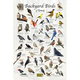Where's Wildlife Backyard Birds of Iowa Bird Identification Poster (16" x 24")