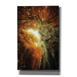 Epic Graffiti 'Look Up Autumn' by Martin Podt, Canvas Wall Art, 26"x40"