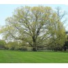Tree Silver Maple Tree - 12-18" Tall - Live Plant