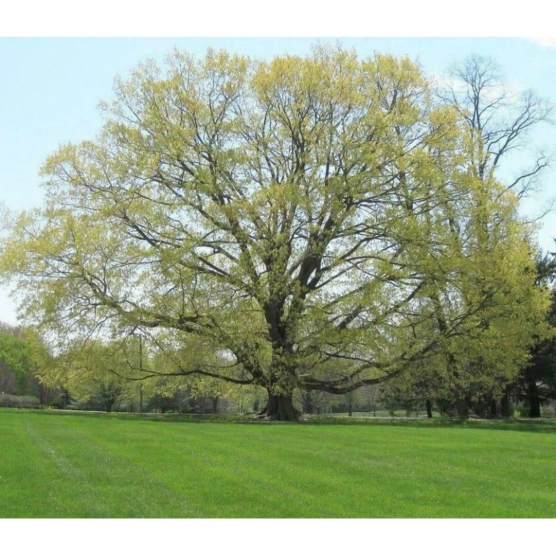 Tree Silver Maple Tree - 12-18" Tall - Live Plant