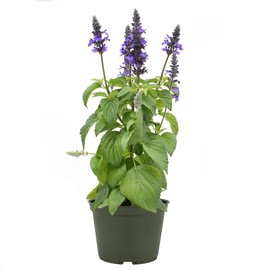 American Plant Exchange Purple Salvia, Blue Sage, Live Flowering Perennial, 6-Inch Pot, Drought Tolerant, Easy to Care Outdoor Landscape Plant