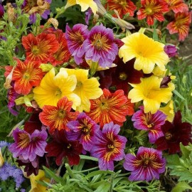 GardeningTreasures 50+ Salpiglossis Mix seeds