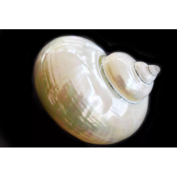 Florida Shells and Gifts Beautiful Pearl Turbo Shell 3-3 1/2"