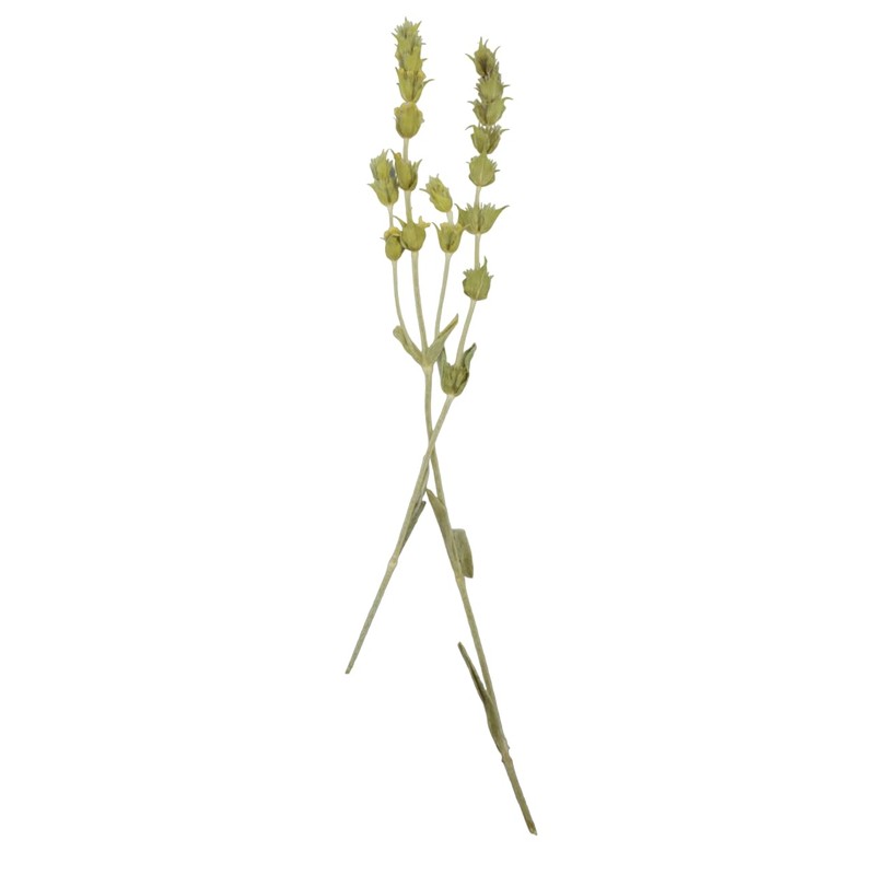 Greek Mountain Whole Tea Loose Herb Tea - Sideritis Raeseri