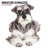 Miniature Schnauzer Calendar 2025 Modern
