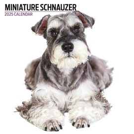 Miniature Schnauzer Calendar 2025 Modern